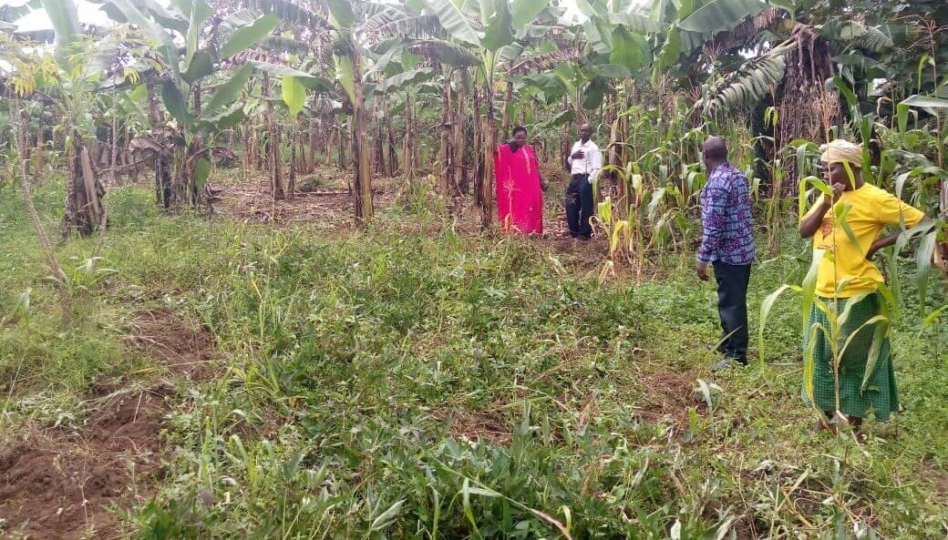 Widows program